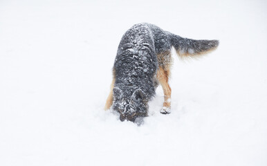 German Shepherd in the snow. Snow falls on the dog. Concept of approaching winter. Change of season.