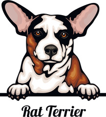 Rat Terrier - Color Peeking Dogs - breed face head isolated on white