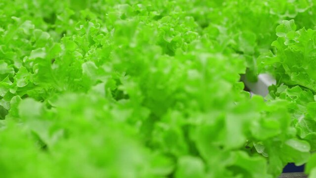 Vegetables in a hydroponics greenhouse. Planting plants using a nutrient solution in water instead of planting with soil.	