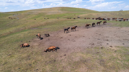 A herd of horses in the mountains near a watering hole. They drink water, wave their manes and tails. Reflection of the sun, clouds and mountains in the water. Green grass. Horses walking on the trail