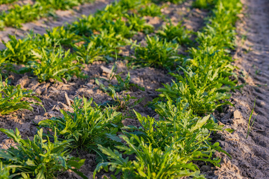 Ein Feld mit Rucola oder Rauke vor der Ernte