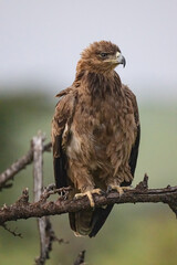 Tawny Eagle, Masai Mara, Kenya