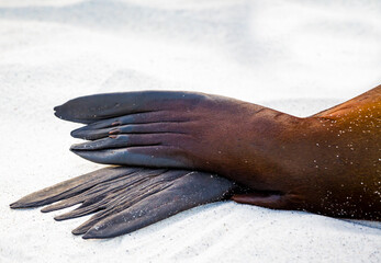 A closeup of a sea lions tail fins as he sleeps on a beach