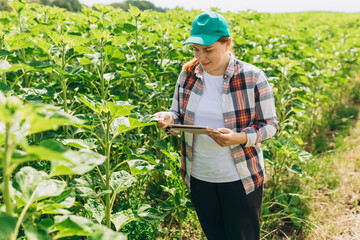 Female Agronomist with tablet inspects sunflower crop in agricultural field. Growing sunflowers in...