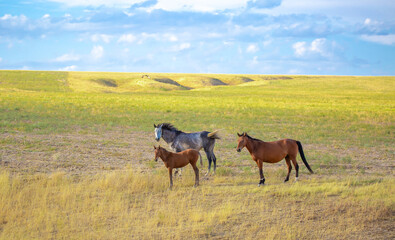 A herd of horses graze in the meadow in summer and spring, the concept of cattle breeding, with space for text.