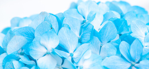 Turquoise flowers close up. Bouquet of purple flowers. City flower beds, a beautiful and well-groomed garden with flowering bushes.