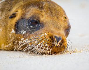 Extreme close up of face of a wild, but sleepy sea lion on the beach in galapagos