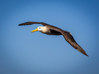 Flying Black-browed albatross on Punta Suarez Island