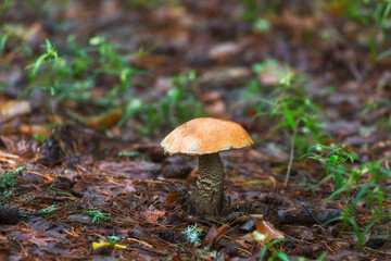 Boletus Mushroom in autumn forest close-up