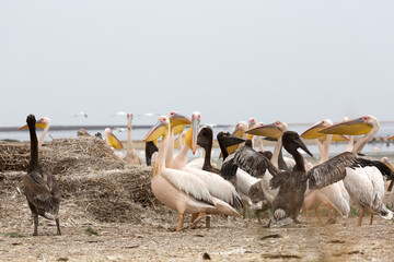 Pink pelicans with chicks on the shore of Lake Manich-Gudilo in Kalmykia, Russia