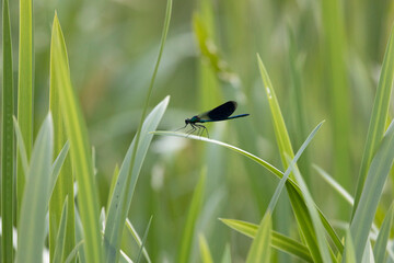 Dragonfly sits on dry grass on a green background