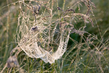 Large spider web on tree leaves