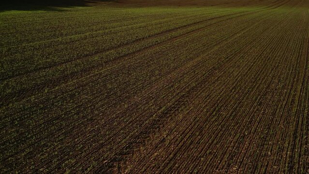 Feld Acker mit junger Saat
