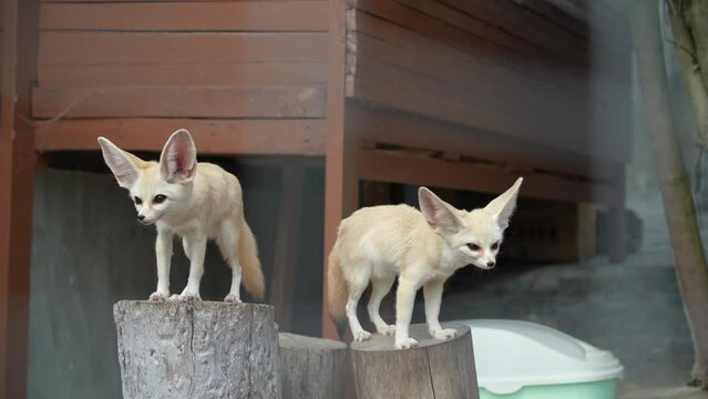Two fennec foxes standing on the logs
