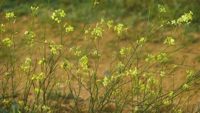 Possibly Field mustard (Brassica nigra, Sinapsis arvensis) on vegetatet dune in village. Crimea