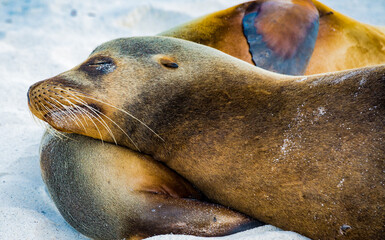 Sleeping sea lions on a beach in the Galapagos