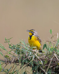 Yellow-throated Longclaw, Masai Mara, Kenya