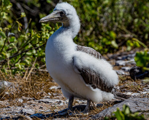 Young blue footed boobie chick in Galapagos