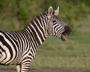 Fototapeta na wymiar Plains Zebra in the Masai Mara, Kenya