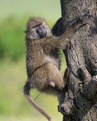Baboon descending from a tree, Masai Mara, Kenya