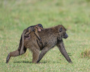 A baby Baboon rides on the back of its mother, Masai Mara, Kenya