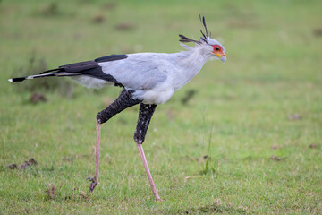 Secretary Bird, Masai Mara, Kenya