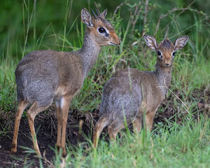 A pair of Dik-diks, Masai Mara, Kenya