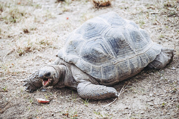 Portrait d'une tortue sillonnée ou centrochelys sulcata