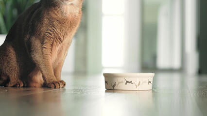 Brown funny cat eat something wrong from food bowl. Domestic ginger cat. Little best friends. Cute...