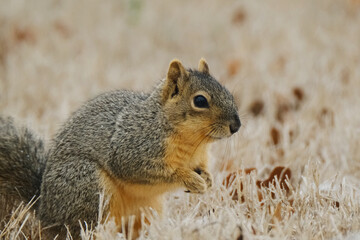 Fototapeta premium Cold squirrel closeup in yard during winter season, Texas wildlife.