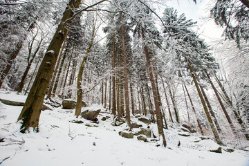View to the forest in winter, Karkonosze, Szklarska Poręba, Poland