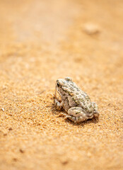 The frog sits on the sand on the shore of the lake. Beautiful wildlife landscape with place for text. The concept of protecting wildlife and ecology.