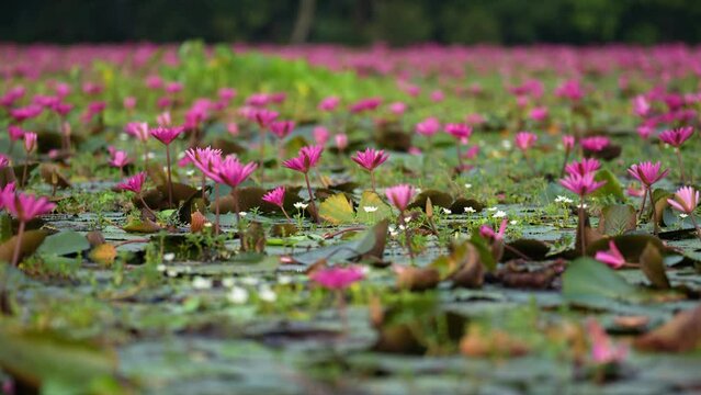 A lake brimming with water lilies, their delicate petals floating on the calm surface. The lush green lily pads create a vibrant contrast while the vibrant blooms dance in the gentle breeze.