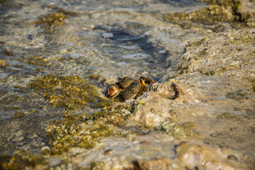 Eine schöne Nahaufnahme einer Krabbe / Krebs / Garnele an der Küste in Heraklion, Kreta.