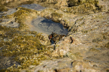 Eine schöne Nahaufnahme einer Krabbe / Krebs / Garnele an der Küste in Heraklion, Kreta.