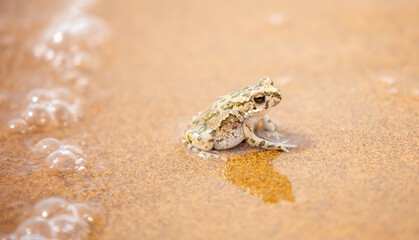 The frog sits on the sand on the shore of the lake. Beautiful wildlife landscape with place for text. The concept of protecting wildlife and ecology.