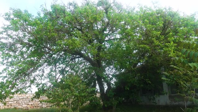 An old American mulberry (Moms rubra or Morus alba) tree in the village near the house, neglected yard