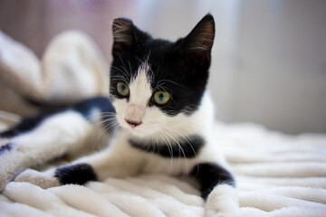 A cute black and white kitten with one ear is lying on the bed on a white blanket. Caring for and caring for pets with injuries.