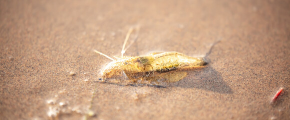 Live shrimp on the shore. The shrimp lies on the sand by the sea.