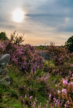 A gorgeous sunset on the Lunenburger Heath in Lower Saxony
