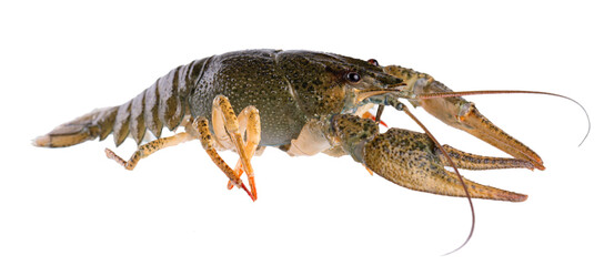 Live crayfish isolated on white background. Clipping path.