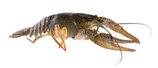 Live crayfish isolated on white background. Clipping path.