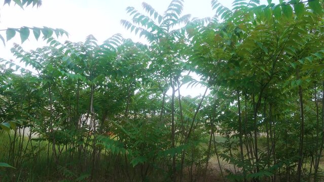 Young grove of Chinese sumach (Ailanthus altissima) in northern Black Sea region. Tree is ubiquist, distinguished by territorial expansiveness (root stalks) and suppression of other tree species