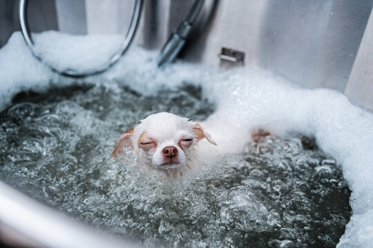 A small white dog receives a spa treatment in a grooming salon.