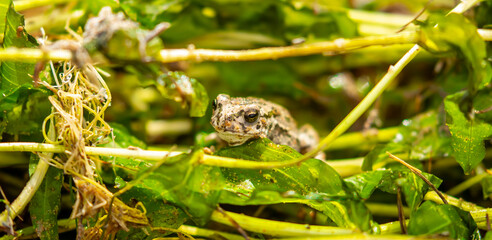 The frog sits on algae in the pond. Beautiful wildlife landscape with place for text. The concept of protecting wildlife and ecology.