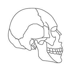 Human skull icon