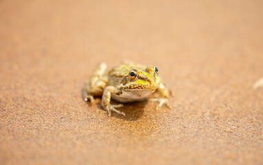 The frog sits on the sand on the shore of the lake. Beautiful wildlife landscape with place for text. The concept of protecting wildlife and ecology.