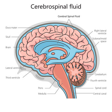 Cerebrospinal fluid structure diagram schematic raster illustration. Medical science educational illustration
