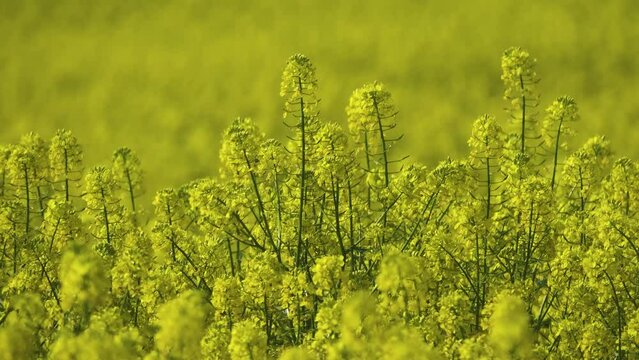 Yellow fields of rapeseed colza (Brassica napus var. oleifera), canola flowers on southern plains, former steppe