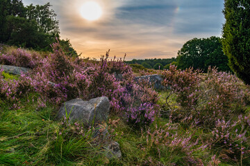 A gorgeous sunset on the Lunenburger Heath in Lower Saxony